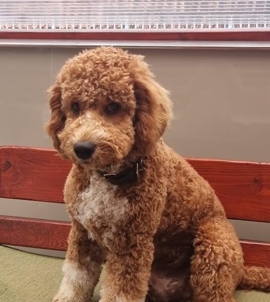 Labradoodle F1b