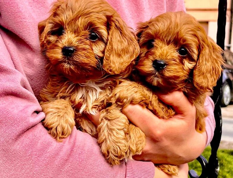 Cavapoo prelepi stenci