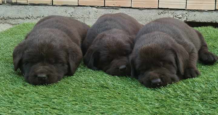 Labrador retriver braon i žuti štenci