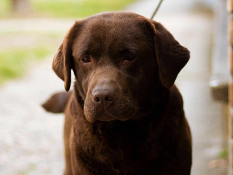 Labrador retriver braon i žuti štenci