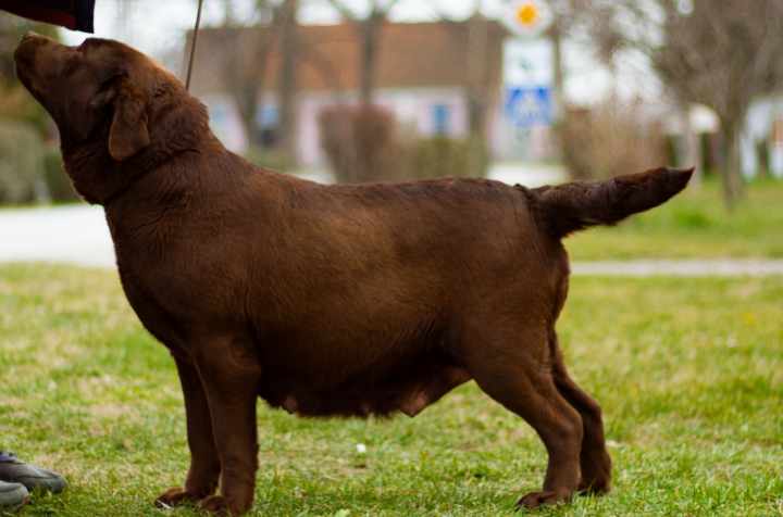 Labrador retriver braon i žuti štenci