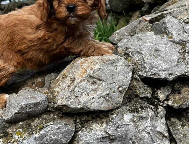 Cavapoo prelepi stenci