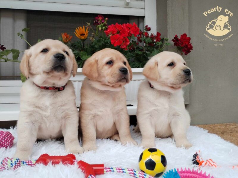 Labrador retriver prelepi stenci