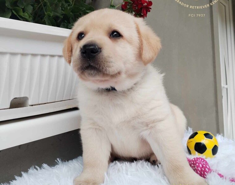 Labrador retriver prelepi stenci