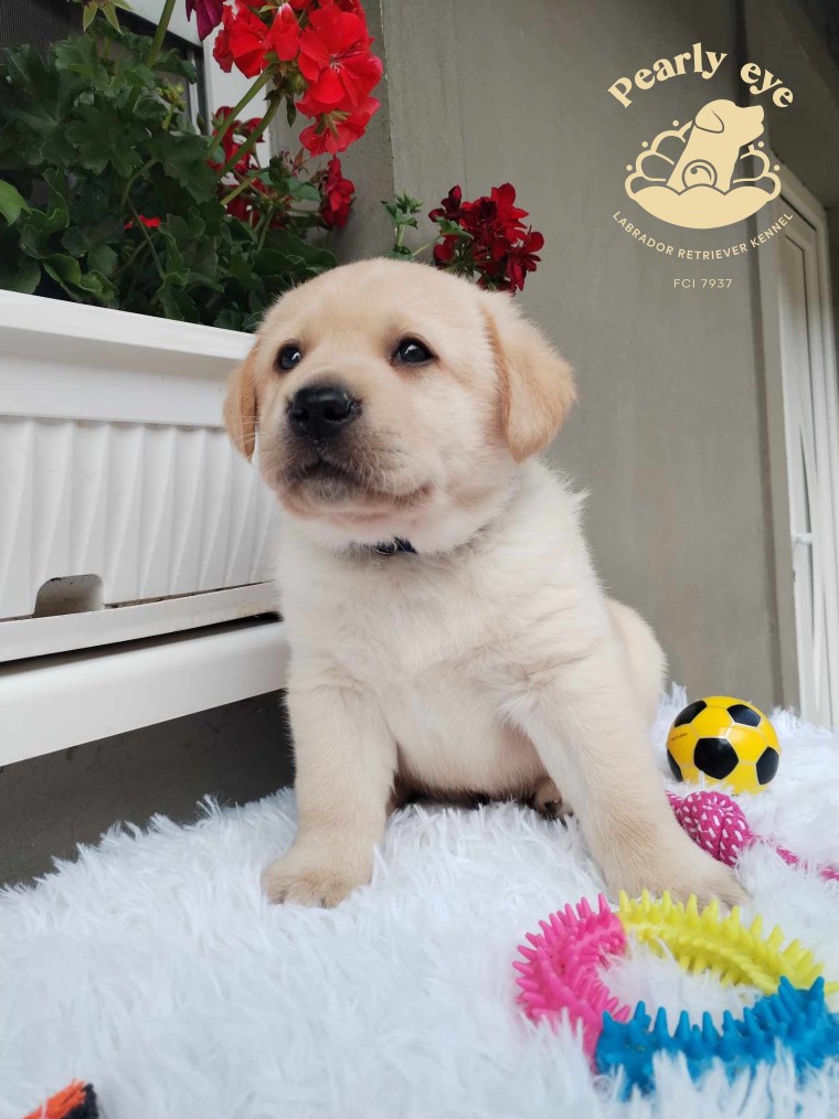 Labrador retriver prelepi stenci