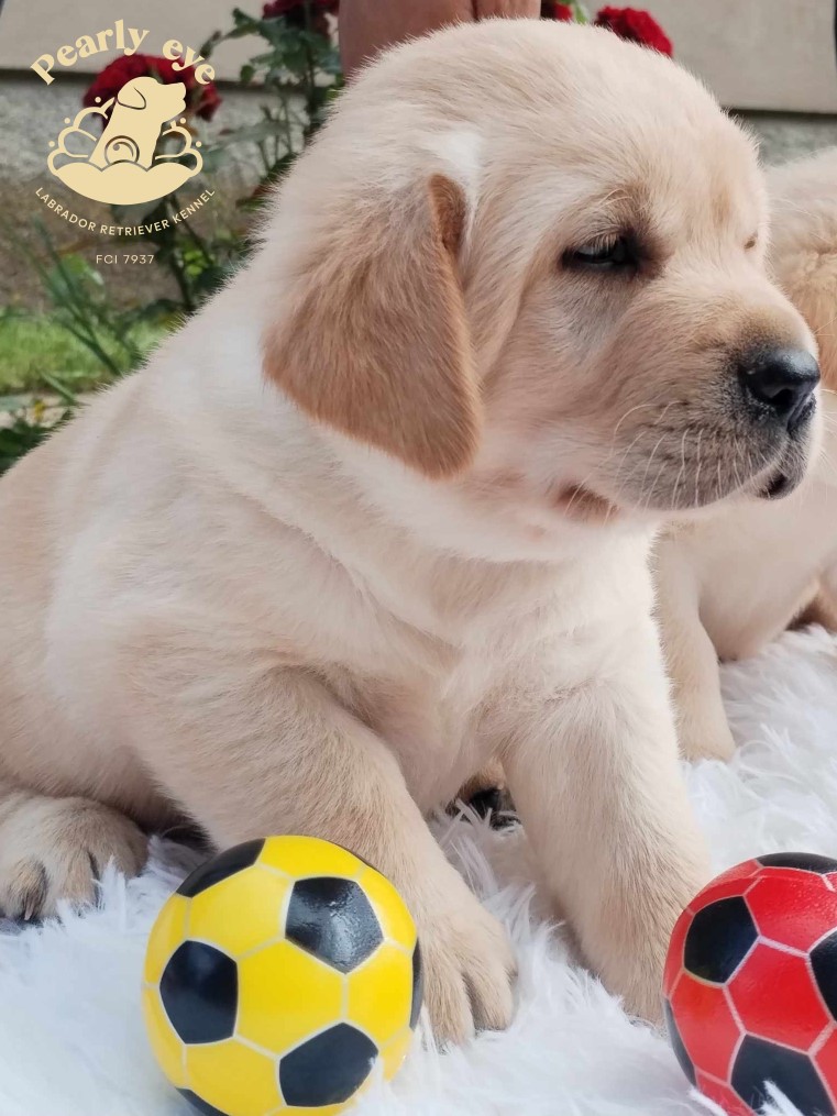 Labrador retriver prelepi stenci