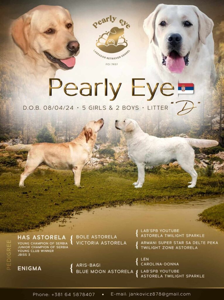 Labrador retriver prelepi stenci