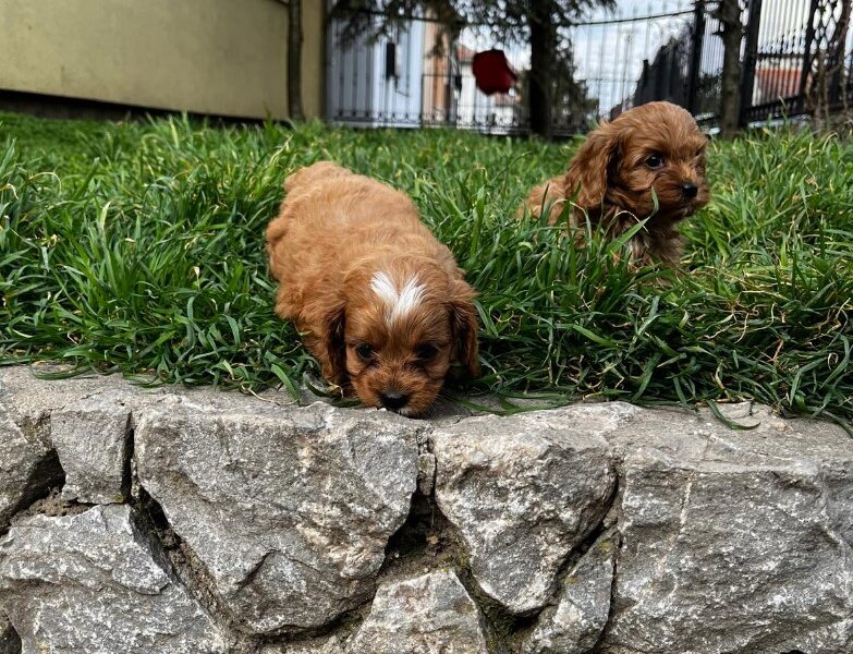 Cavapoo prelepi stenci