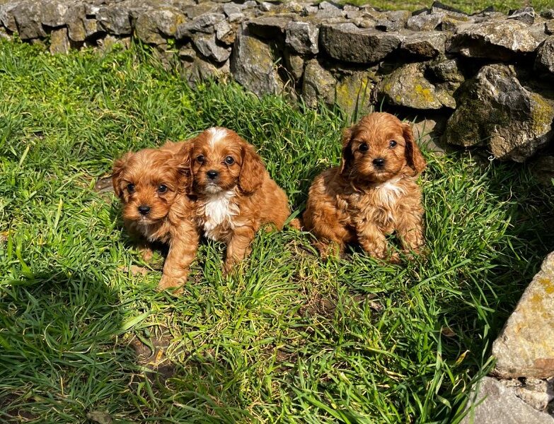 Cavapoo prelepi stenci