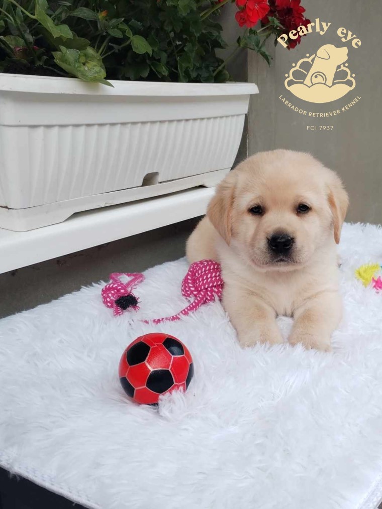 Labrador retriver prelepi stenci