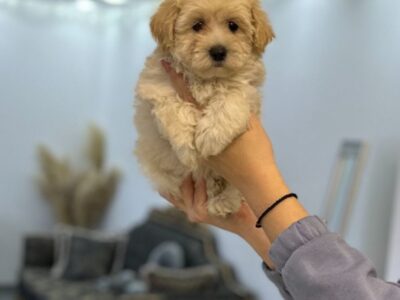 Maltipoo prelepi štenci