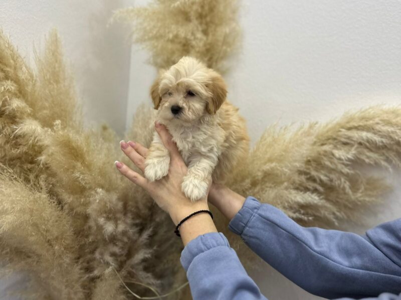 Maltipoo prelepi štenci