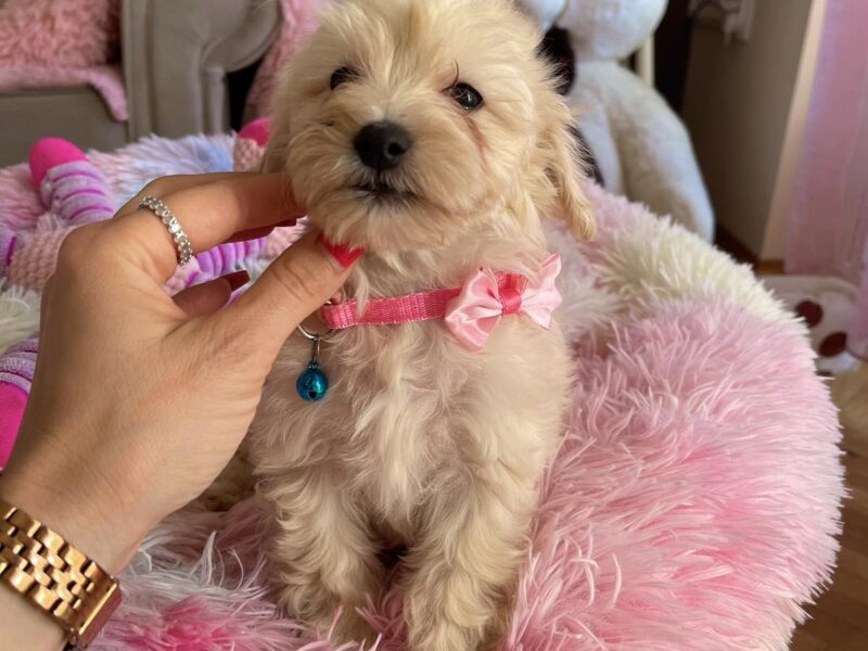 Maltipoo prelepi stenci + POKLON