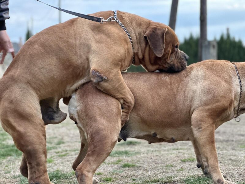 Boerboel - južnoafrički mastif štenci