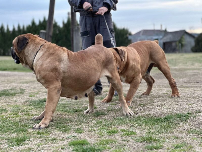 Boerboel - južnoafrički mastif štenci