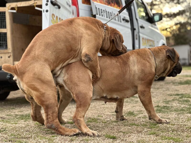 Boerboel - južnoafrički mastif štenci