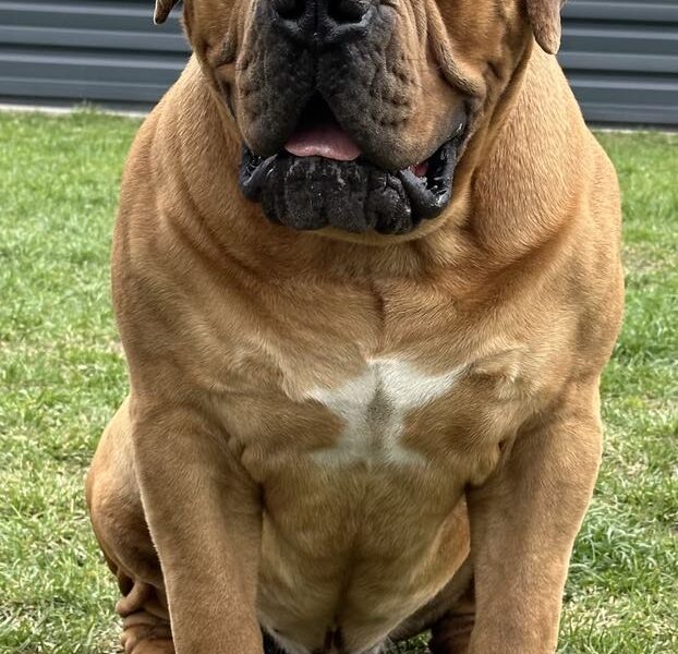 Boerboel - južnoafrički mastif štenci