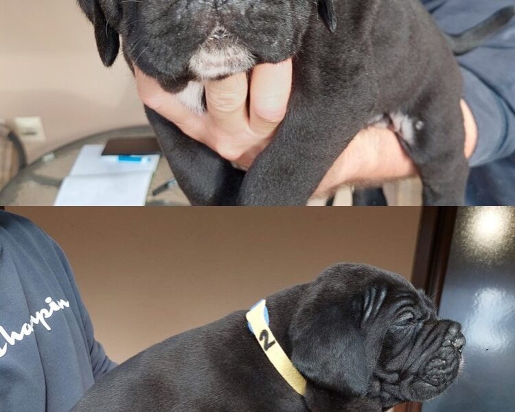 Cane Corso vrhunski štenci