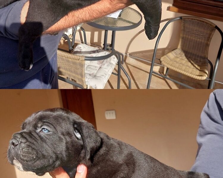 Cane Corso vrhunski štenci