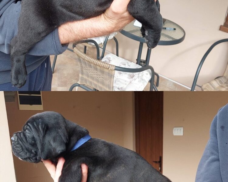 Cane Corso vrhunski štenci