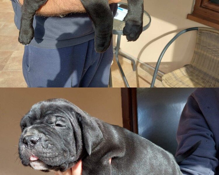 Cane Corso vrhunski štenci