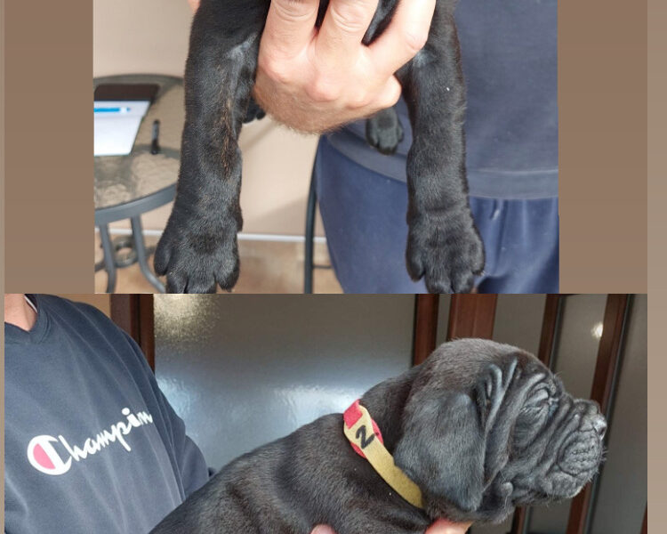 Cane Corso vrhunski štenci