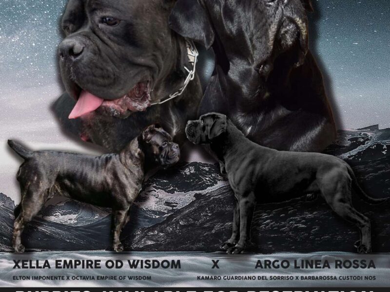 Cane Corso vrhunski štenci