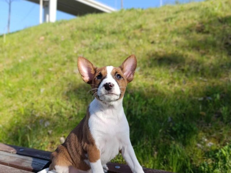 BASENJI stenci