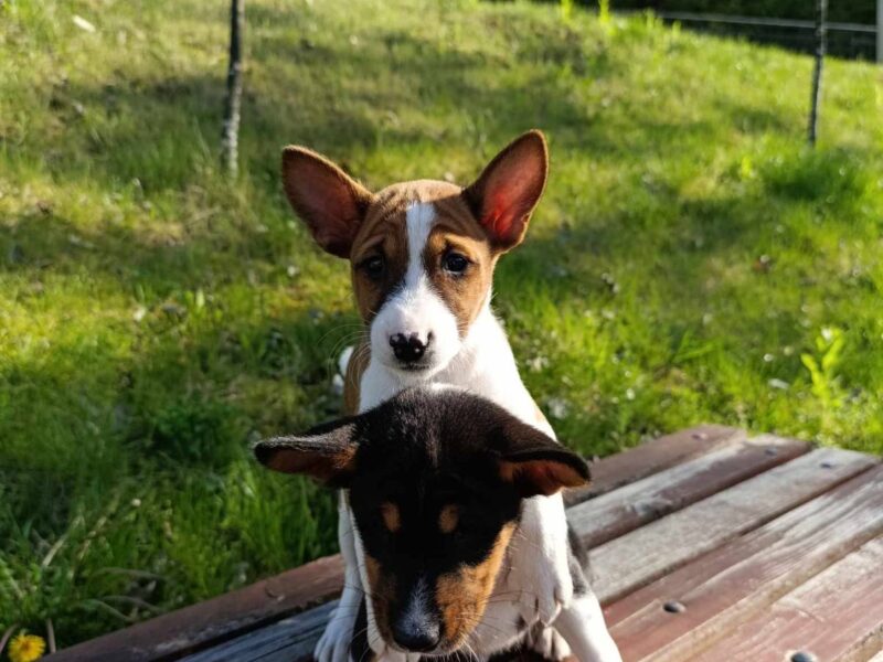 BASENJI stenci