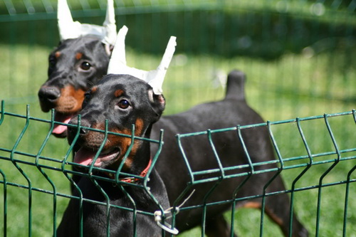 Na prodaju štenci dobermana šampionskog porekla