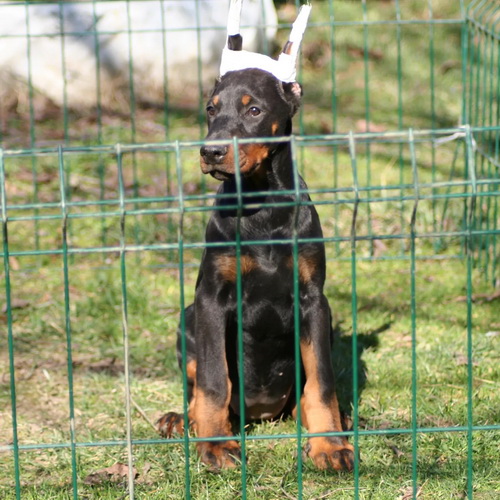 Na prodaju štenci dobermana šampionskog porekla