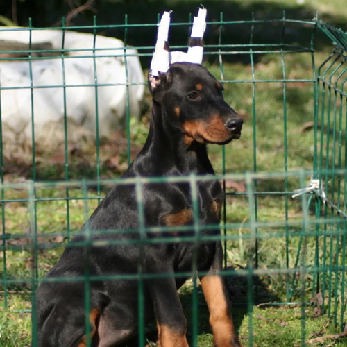 Na prodaju štenci dobermana šampionskog porekla