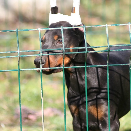 Na prodaju štenci dobermana šampionskog porekla