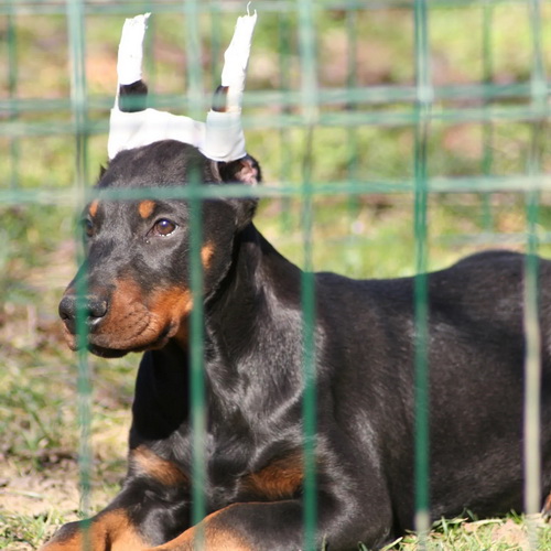 Na prodaju štenci dobermana šampionskog porekla