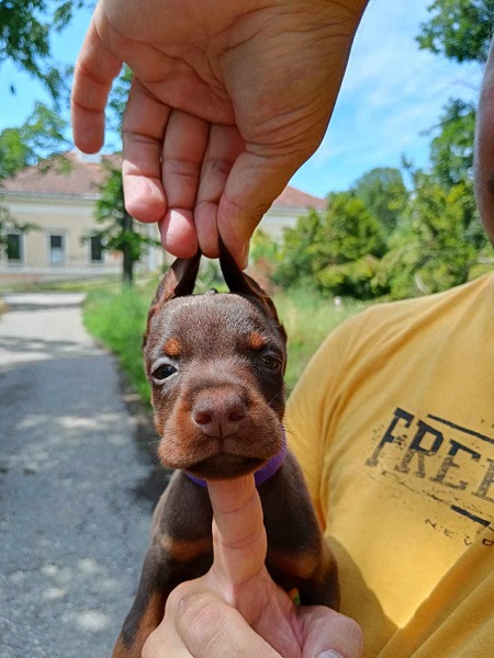 Doberman štenci crni i braon