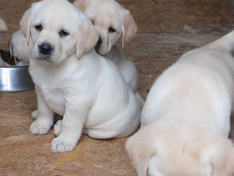 Labrador retriver