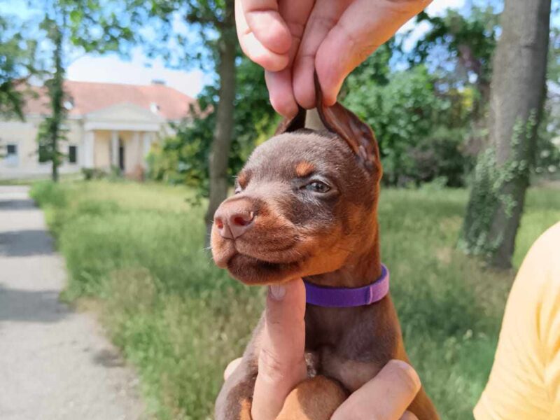 Doberman štenci crni i braon