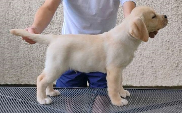 Labrador retriver