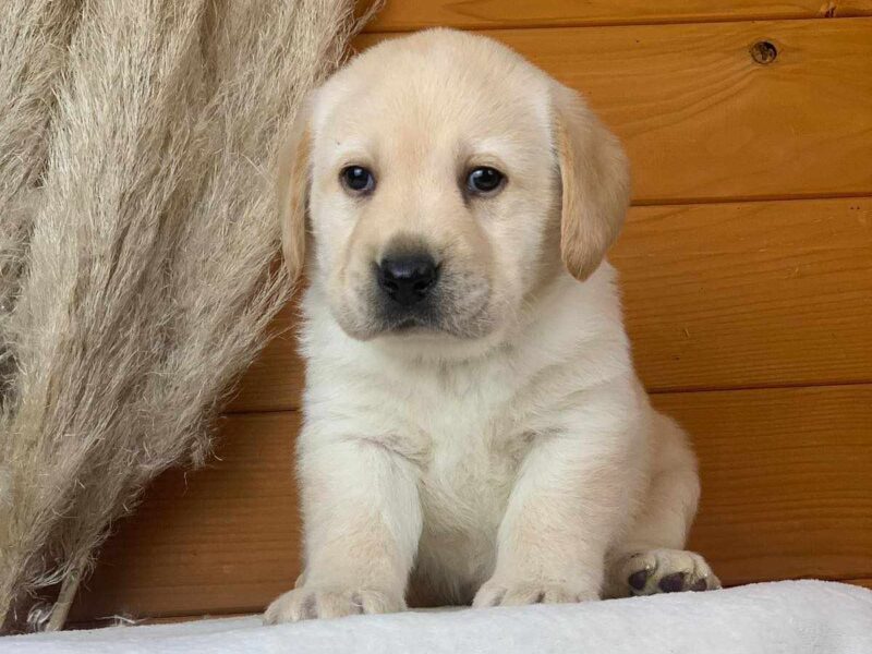 Štenci labradora žute boje