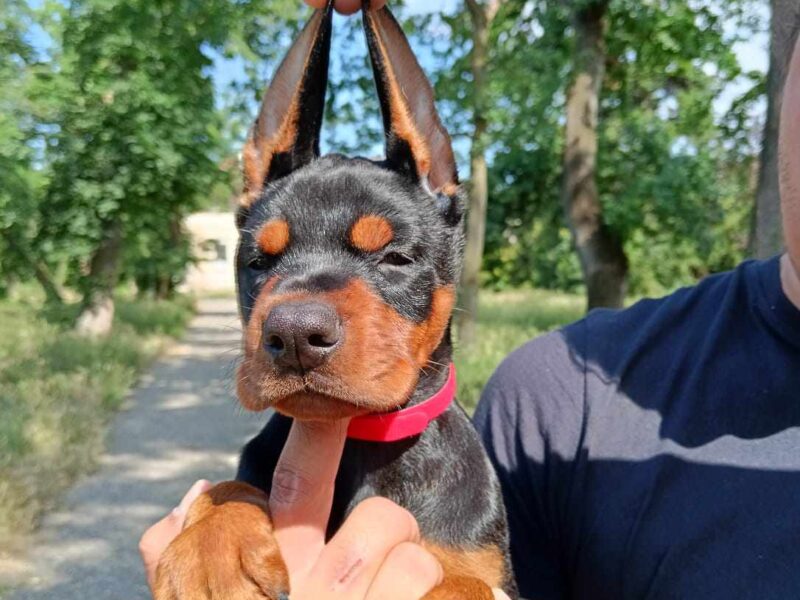 Doberman štenci crni i braon