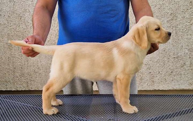 Labrador retriver