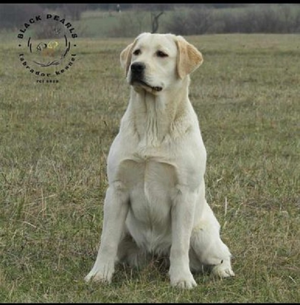 Štenci labradora žute boje