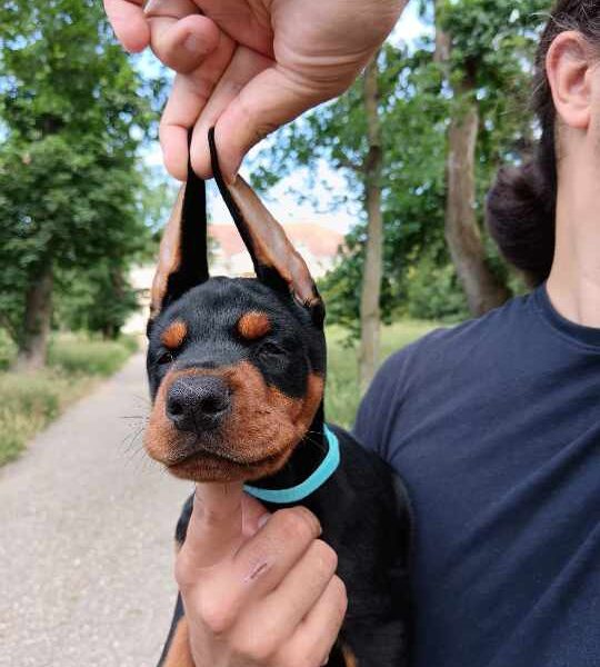 Doberman štenci crni i braon