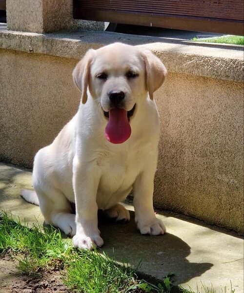 Labrador retriver