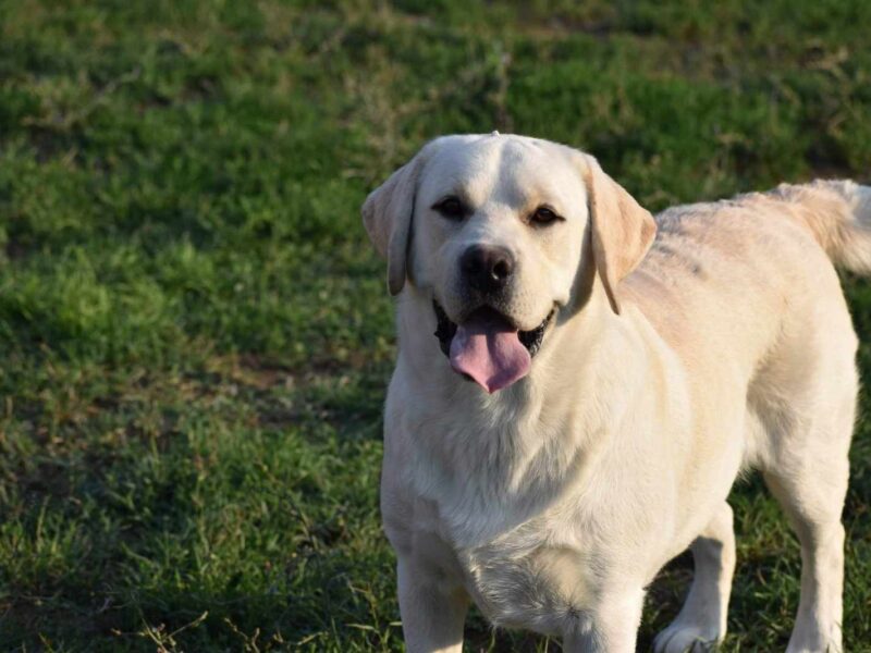 Štenci labradora žute boje