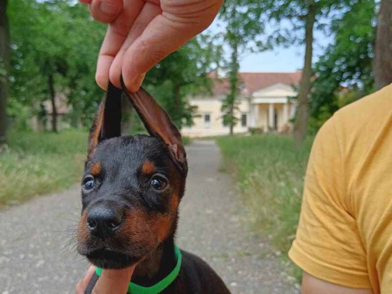 Doberman štenci crni i braon