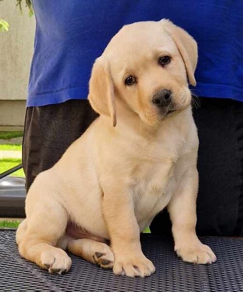 Labrador retriver