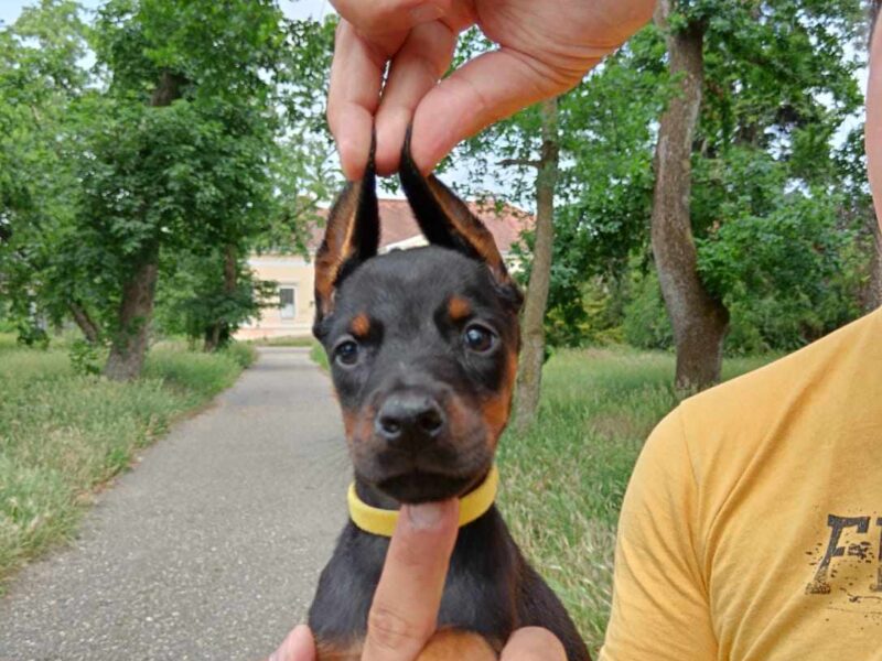 Doberman štenci crni i braon