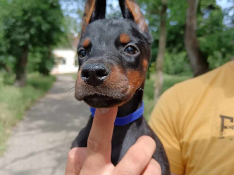 Doberman štenci crni i braon