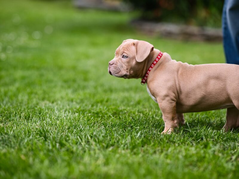 Američki Buli / American Bully Pocket štenci